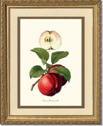 Apple, Roi Tres Noble - Charting Nature