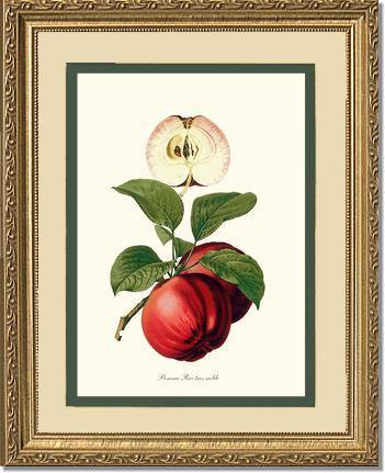 Apple, Roi Tres Noble - Charting Nature