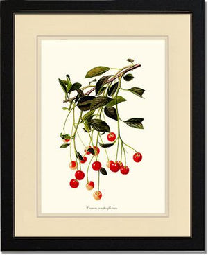 Cherries