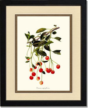 Cherries