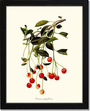 Cherries