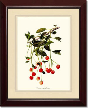 Cherries