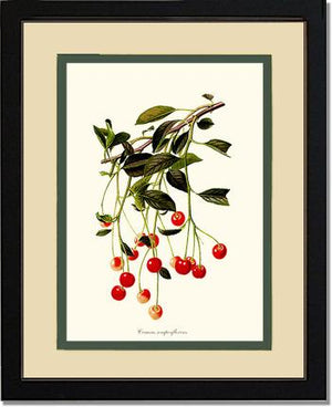 Cherries