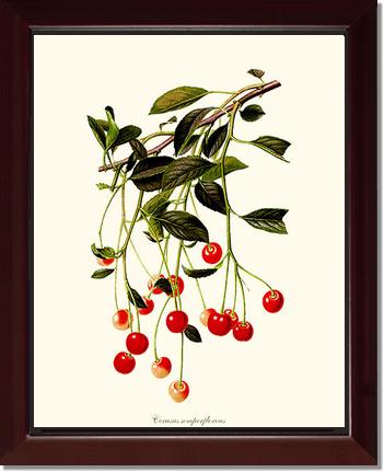Cherries | Vintage Redouté's Fruit Art Print