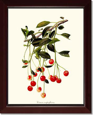Cherries