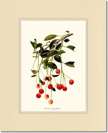 Cherries | Vintage Redouté's Fruit Art Print