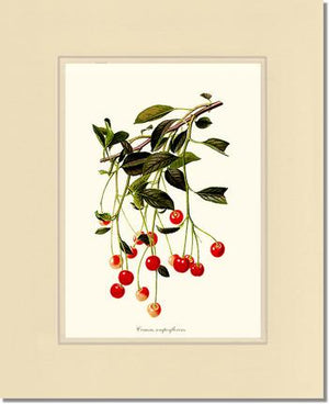 Cherries