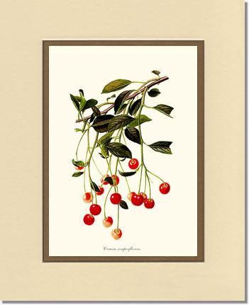 Cherries | Vintage Redouté's Fruit Art Print
