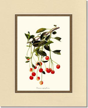 Cherries