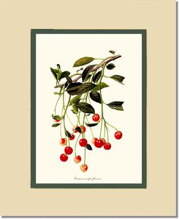 Cherries | Vintage Redouté's Fruit Art Print