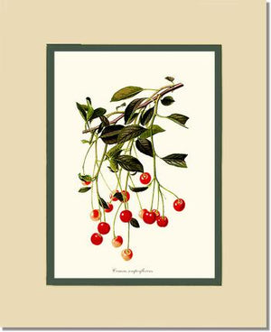 Cherries