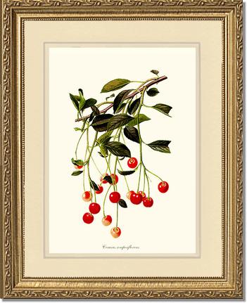 Cherries | Vintage Redouté's Fruit Art Print