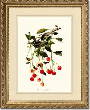 Cherries