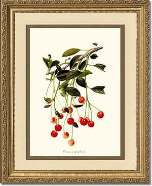 Cherries