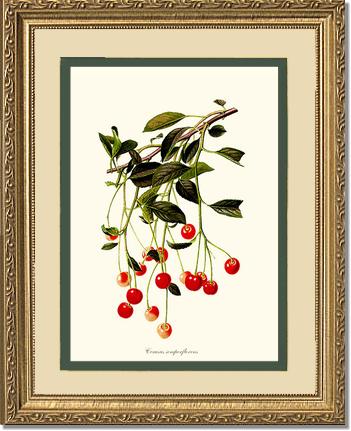 Cherries | Vintage Redouté's Fruit Art Print