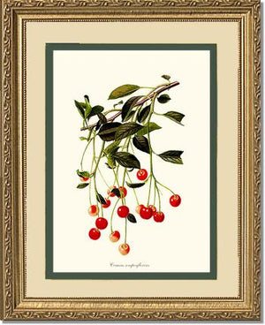 Cherries