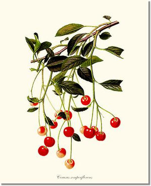 Cherries