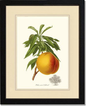 Peach, Aubinel