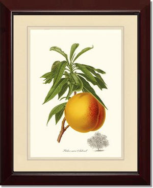 Peach, Aubinel