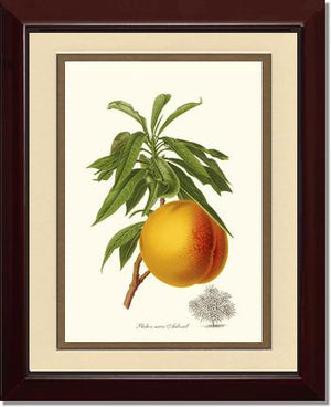 Peach, Aubinel