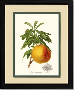 Peach, Aubinel
