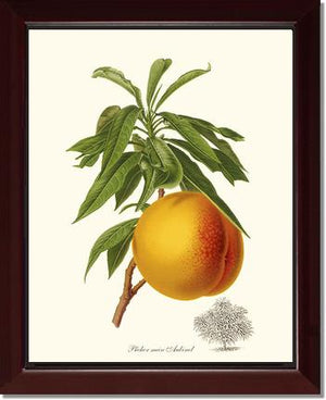 Peach, Aubinel