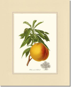 Peach, Aubinel
