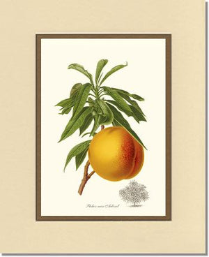 Peach, Aubinel