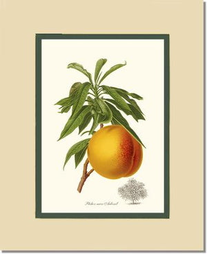 Peach, Aubinel