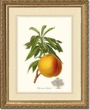 Peach, Aubinel