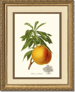 Peach, Aubinel