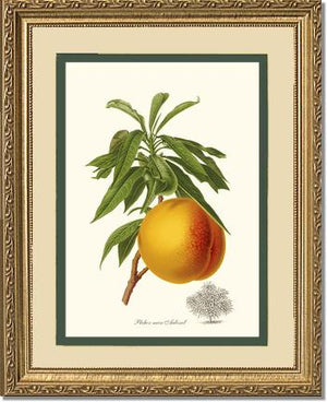 Peach, Aubinel