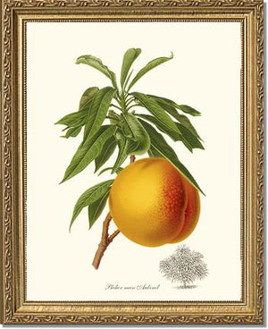 Peach, Aubinel