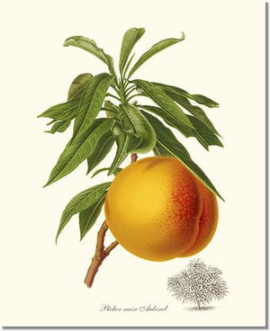 Fruit Print: Peach, Aubinel