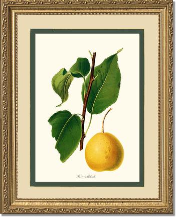 Pear, Mikado | Vintage Redouté's Fruit Art Print