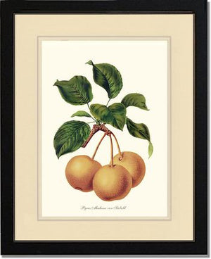 Pears, Madame von Siebold