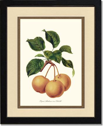 Pears, Madame von Siebold | Vintage Redouté's Fruit Wall art print
