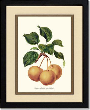 Pears, Madame von Siebold