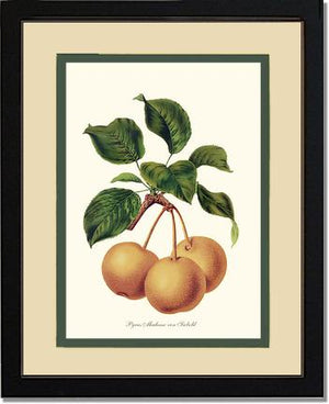 Pears, Madame von Siebold