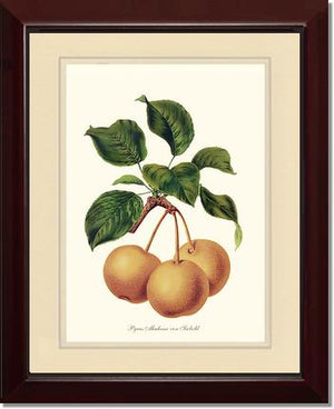 Pears, Madame von Siebold