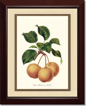 Pears, Madame von Siebold