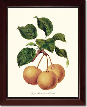 Pears, Madame von Siebold