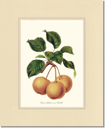 Pears, Madame von Siebold | Vintage Redouté's Fruit Wall art print