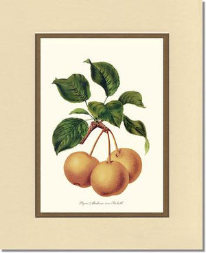 Pears, Madame von Siebold