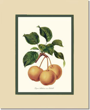 Pears, Madame von Siebold