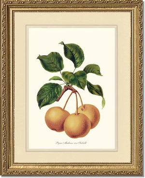 Pears, Madame von Siebold