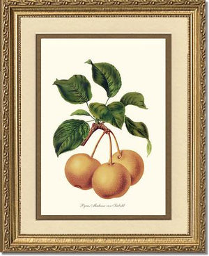 Pears, Madame von Siebold