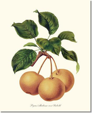 Fruit Print: Pears, Madame von Siebold