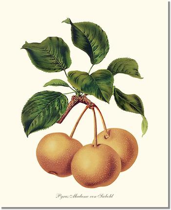 Pears, Madame von Siebold