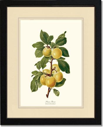 Plum, Reine-Claude | Vintage Redouté's Fruit Wall art print